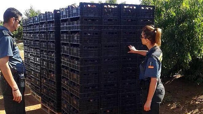 Imputado por robar 130 kilos de melocotones de una explotación agraria