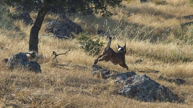 Sueltan al último lince que seguía en cautividad
