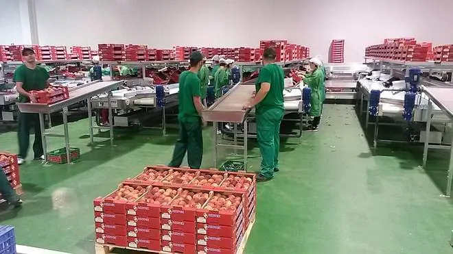 La cooperativa San Isidro amplía su central frutícola