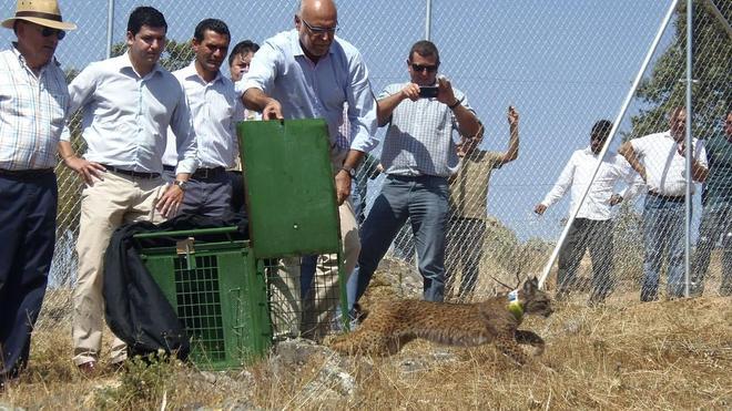 Los ocho linces liberados en Extremadura se adaptan bien a su nuevo entorno