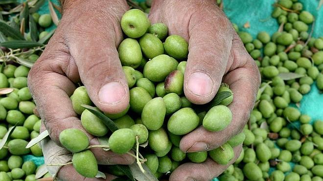 3.000 olivareros cacereños paran la recogida de aceituna verde