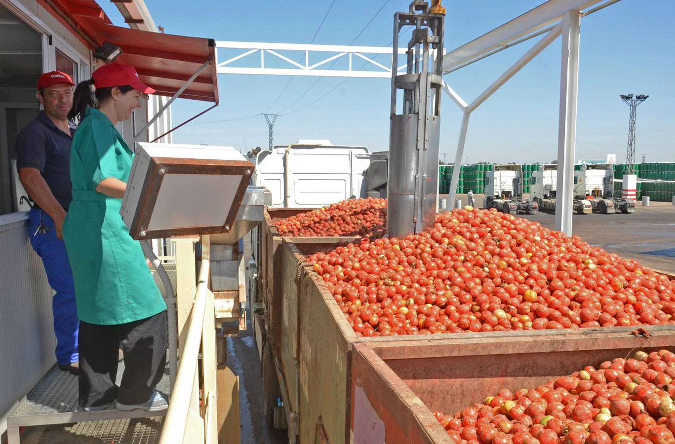 El Laboratorio Agroalimentario realiza 40.000 análisis en la campaña del tomate