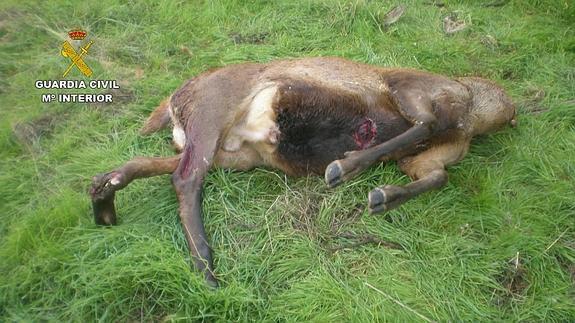 La Guardia Civil detiene a tres cazadores furtivos sorprendidos en un coto cacereño