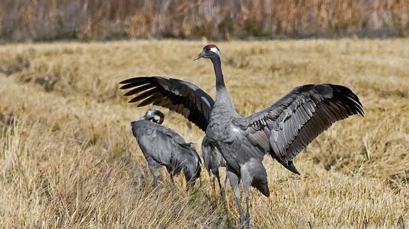 Las grullas eligen el pantano de Borbollón para el invierno