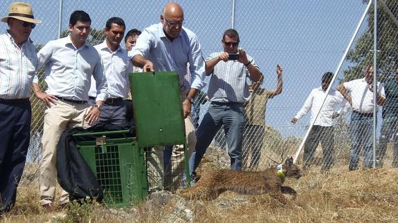 La lince 'Luna' será liberada mañana en el Valle de Matachel