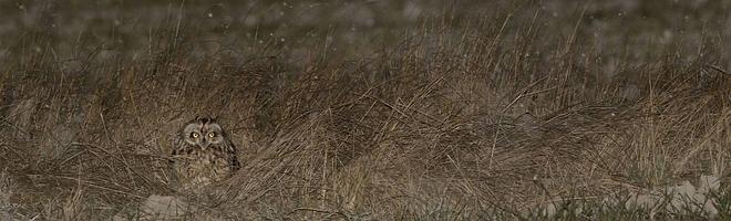 FIO, un nido para aves y niños este fin de semana en Monfragüe