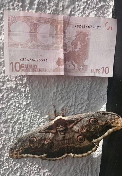La mariposa más grande de Europa se posa en Extremadura