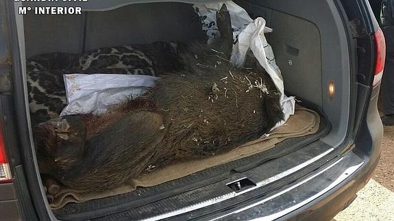 Detienen a un furtivo con un jabalí en el maletero