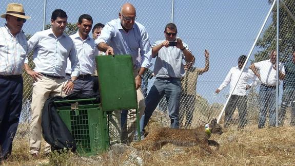 Nacen en libertad otros tres cachorros de lince ibérico en Extremadura