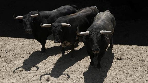 Ya están en Pamplona los toros extremeños que abrirán los Sanfermines