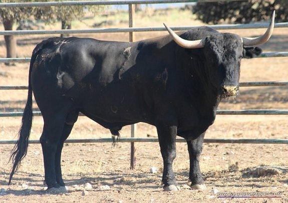 La ganadería de Victorino Martín repite en Mont de Marsan