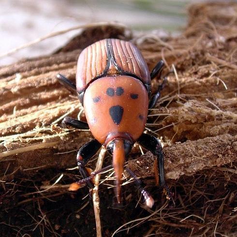 Detectan en la localidad un picudo rojo, una plaga que acaba con las palmera