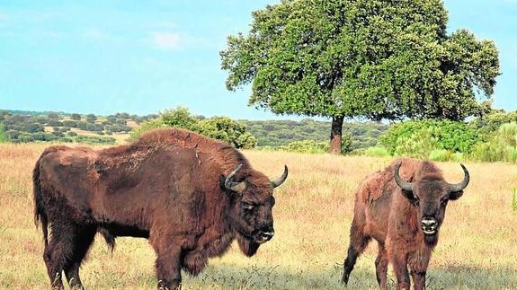 Apadrina un bisonte en la región | Hoy