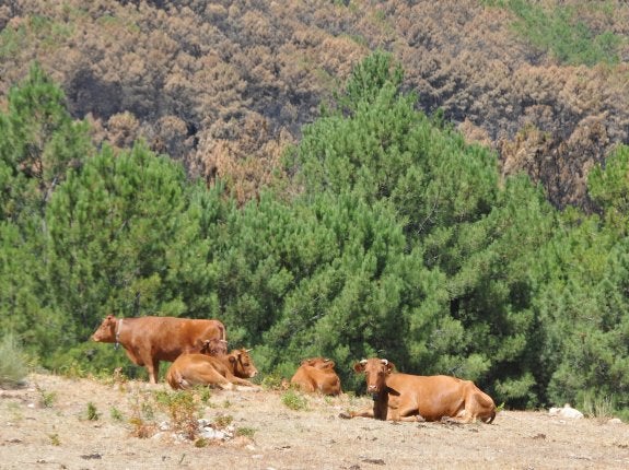 Los trabajos para recuperar la zona quemada en Gata empezarán el lunes