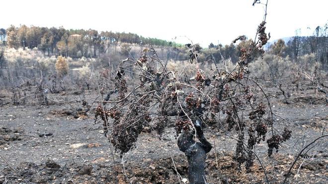 Los técnicos comienzan a evaluar los daños de los caminos rurales en Gata