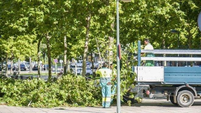 Poda de árboles en Condes de Barcelona | Hoy