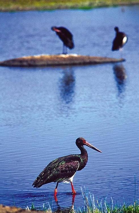 Los ornitólogos destacan a Extremadura por su gran diversidad de especies