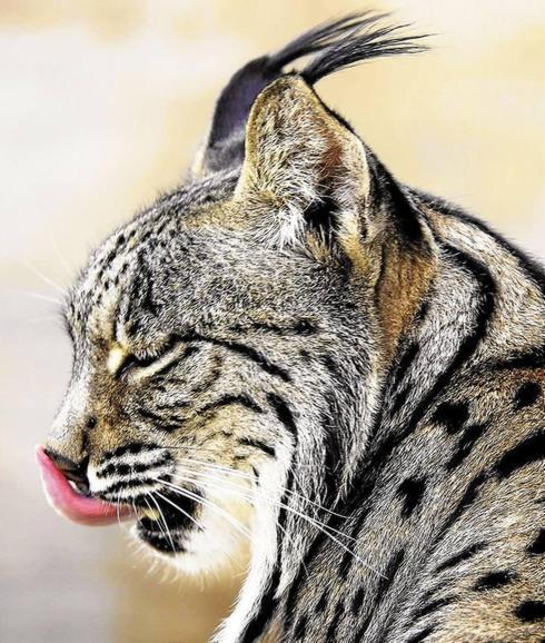 Estudian ampliar las zonas de reintroducción de lince en Extremadura