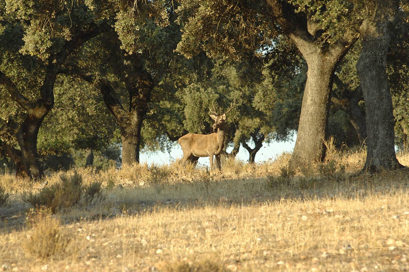 Más de 9.000 firmas piden acabar con las monterías en el Parque de Monfragüe