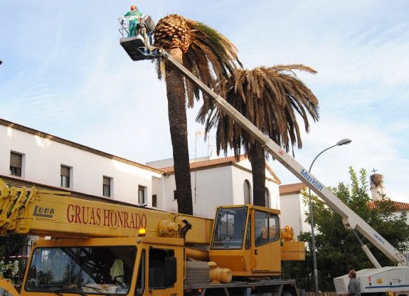 Cortan dos palmeras afectadas por el picudo rojo