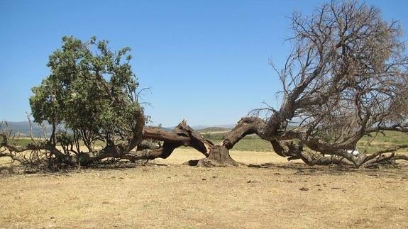 El alcornoque, en peligro por el cambio climático