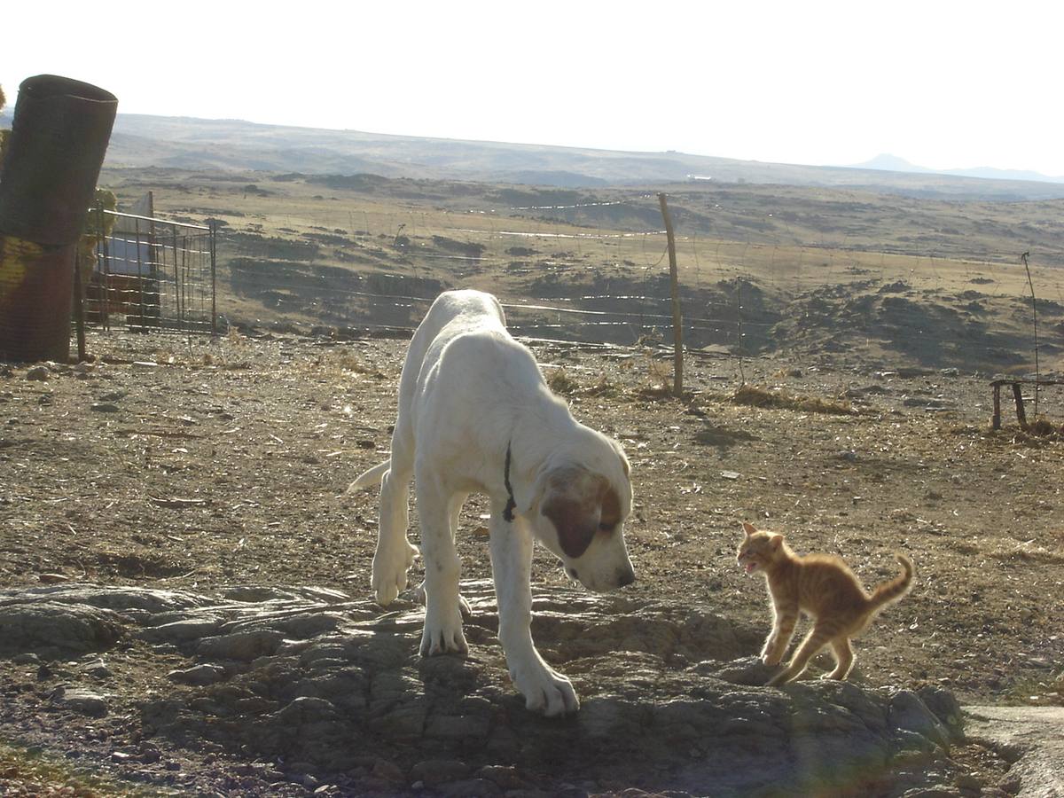 SOS Animales prepara un calendario fotográfico solidario para 2016