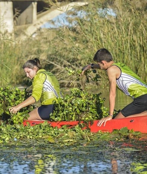 Los piragüistas piden ayuda para recoger camalote en el tramo urbano