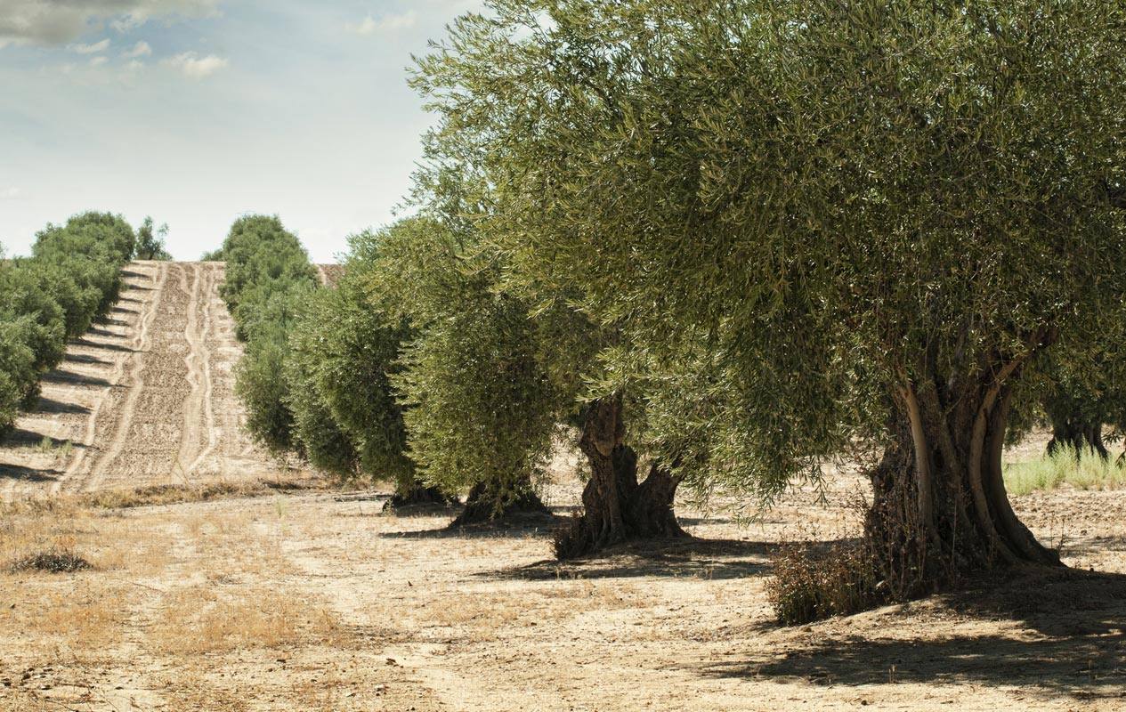 UPA-UCE organiza en La Zarza unas jornadas nacionales sobre el seguro agrario de olivar