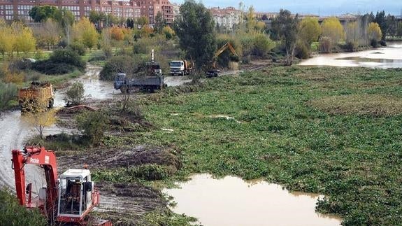 Las máquinas extraen 825 toneladas diarias de camalote del Guadiana