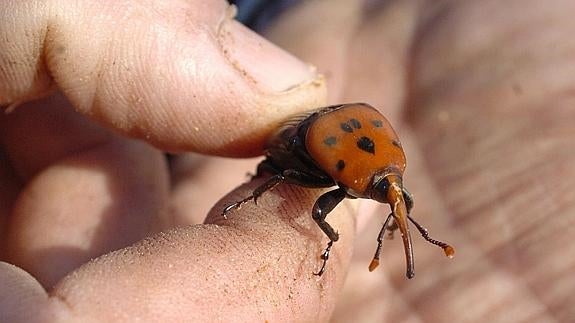 Un nuevo foco del insecto picudo rojo aparece en una palmera en Bodonal de la Sierra