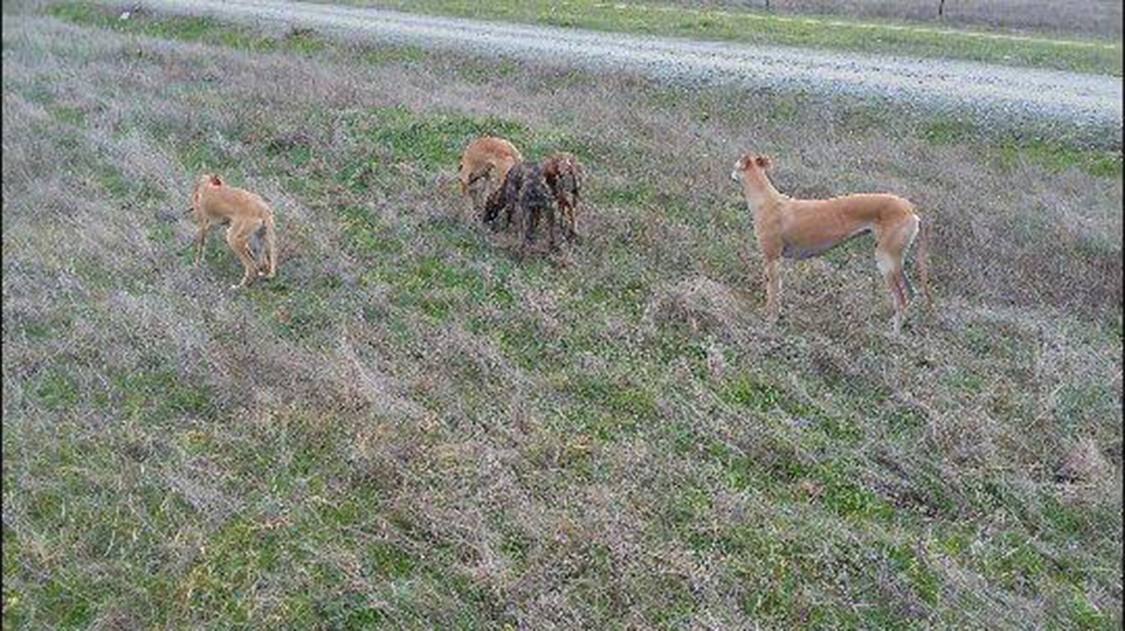Encontrada la cachorra galga perdida del pasado sábado