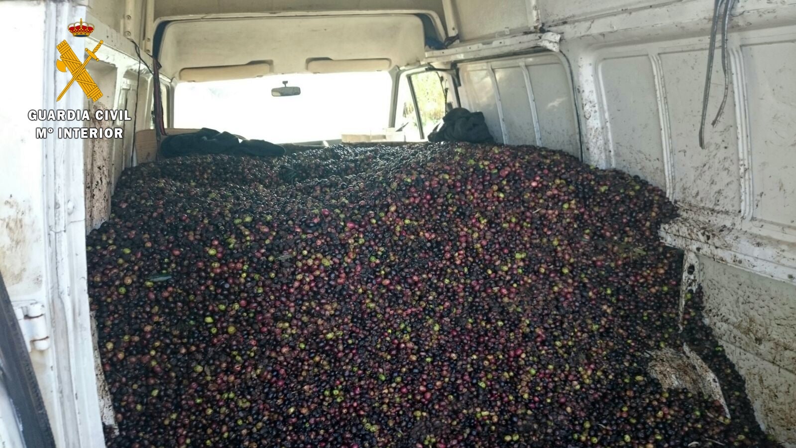 La Guardia Civil recupera 5.000 kg de aceitunas que acababan de sustraer de dos parajes de La Nava de Santiago