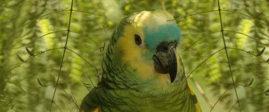 Se busca loro perdido por la zona de las Casa Nuevas