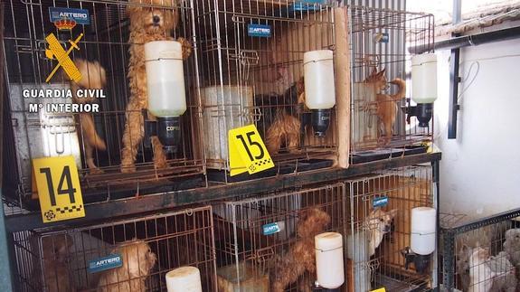 La Guardia Civil detiene a una persona por delitos de maltrato animal, intrusismo profesional, falsedad documental y estafa