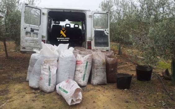Detenidos cuatro vecinos de Oliva de Mérida por robar aceitunas en Alía (Cáceres)
