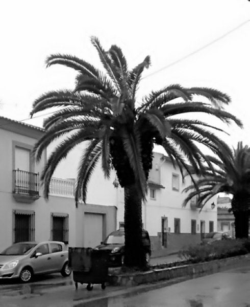 El picudo rojo llega al municipio