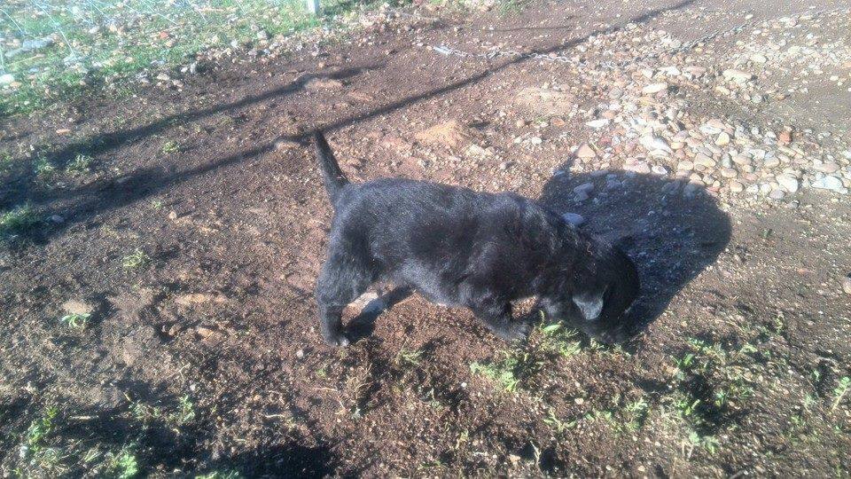 Cinco perros y tres gatos posiblemente muertos a causa de alimentos envenados
