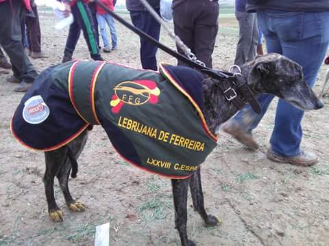 ‘Lebrijana’, semifinalista del campeonato de galgos nacional
