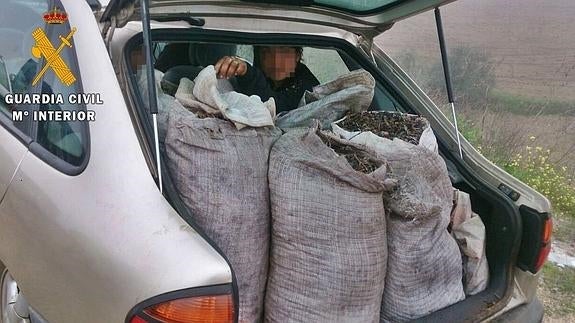 Otras quince personas sorprendidas con 3.000 kilos de aceitunas robadas