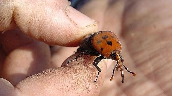 Podas en los meses fríos para atajar el avance del picudo rojo