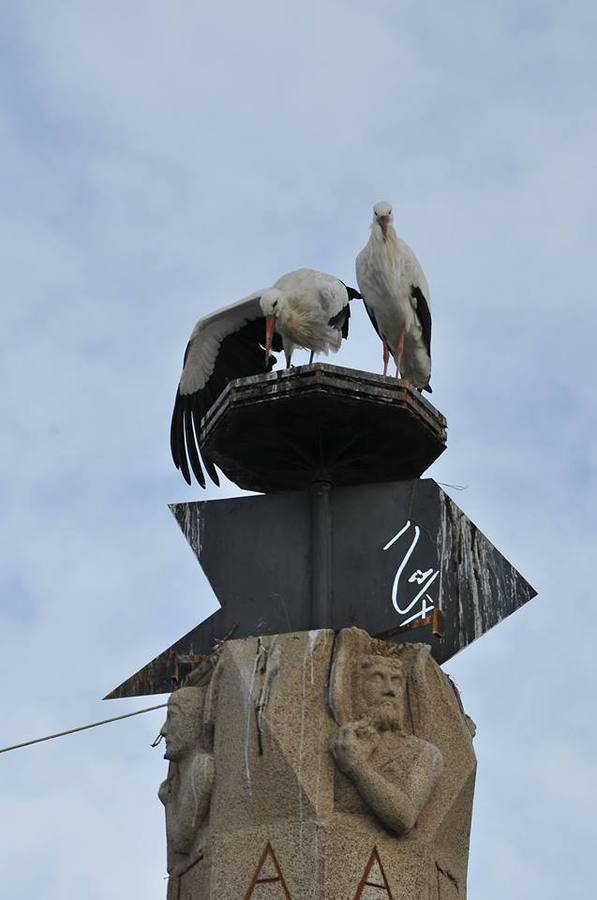 Televisión Española emitirá mañana en su Telediario un reportaje sobre Las cigüeñas de Malpartida