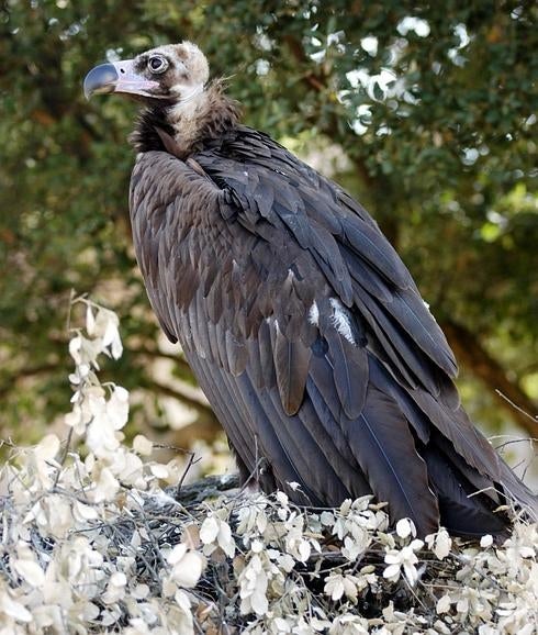 Monfragüe cuenta con la mayor colonia de buitres negros del mundo