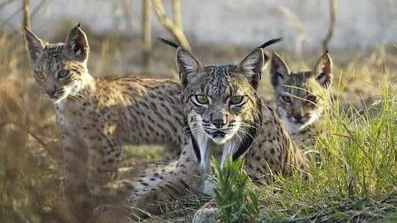 Cinco linces más serán liberados esta semana en el Matachel