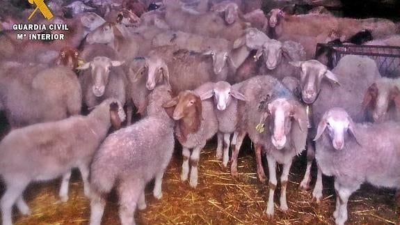 Dos detenidos de Bohonal de los Montes por el robo de 30 ovejas en una finca de Guadalajara