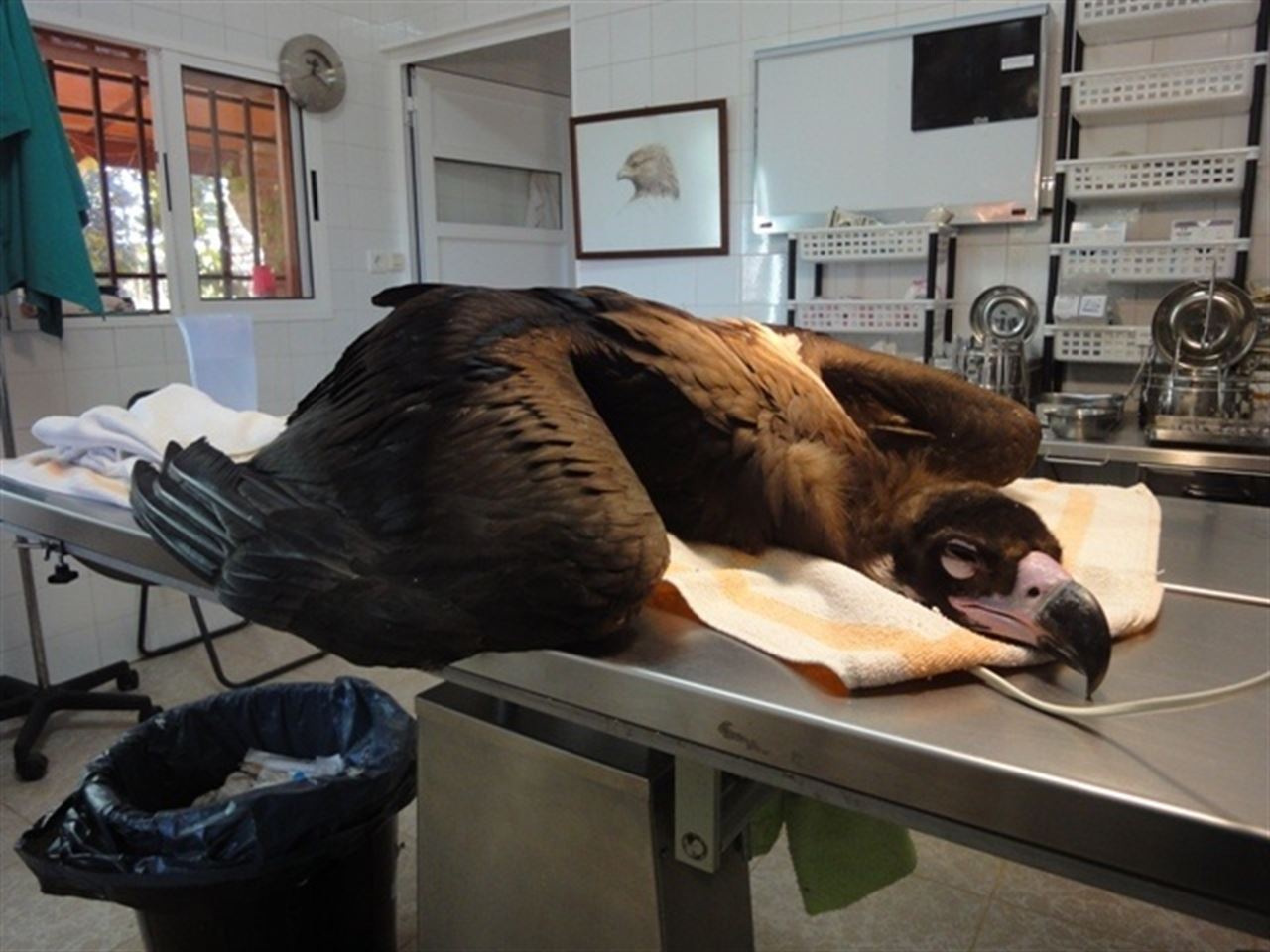 AMUS continúa apostando por exportar biodiversidad en Europa