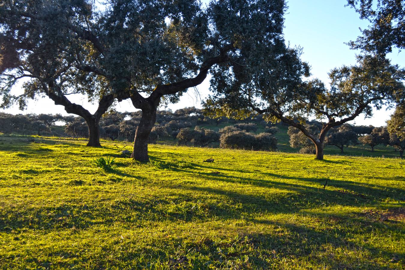 Una ruta mostrará las estepas por Villanueva y otros pueblos de la comarca