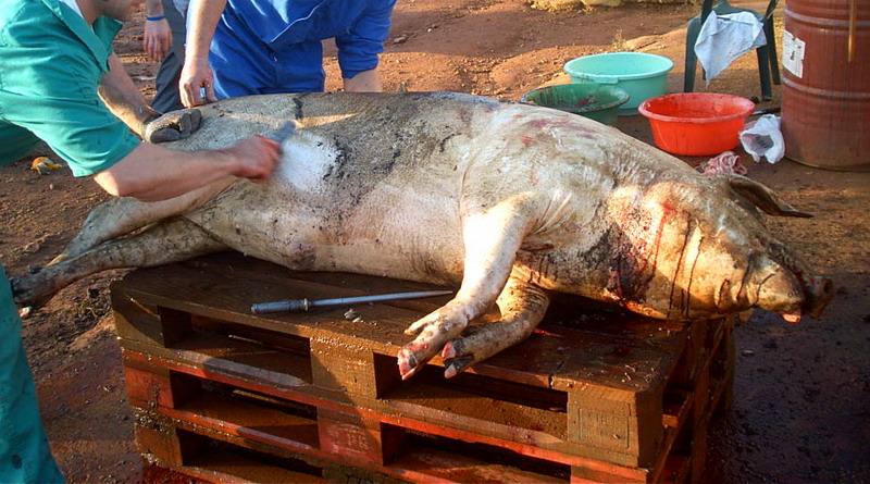 Zararte organiza una matanza didáctica tradicional en el recinto ferial