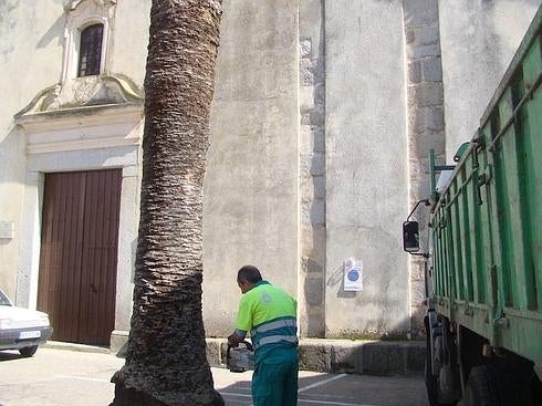 El picudo rojo hace rodar otras tres emblemáticas palmeras de Fregenal de la Sierra