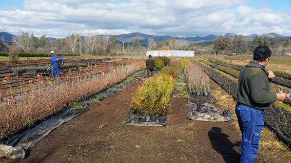 El Consistorio adquiere 85 árboles para reforestar zonas verdes