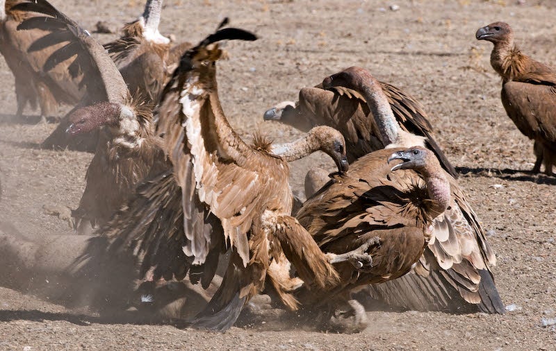 Monfragüe tendrá un muladar de más de una hectárea